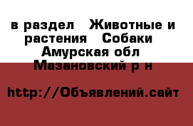  в раздел : Животные и растения » Собаки . Амурская обл.,Мазановский р-н